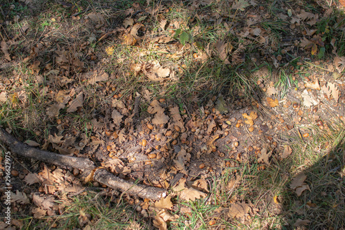 Acorns and a dry oak leaves on the ground