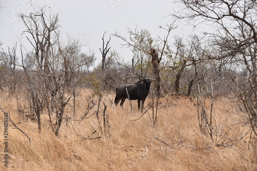 wildebeest in serengeti national park tanzania africa