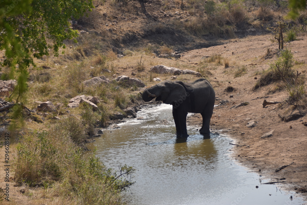 Fototapeta premium elephants in water