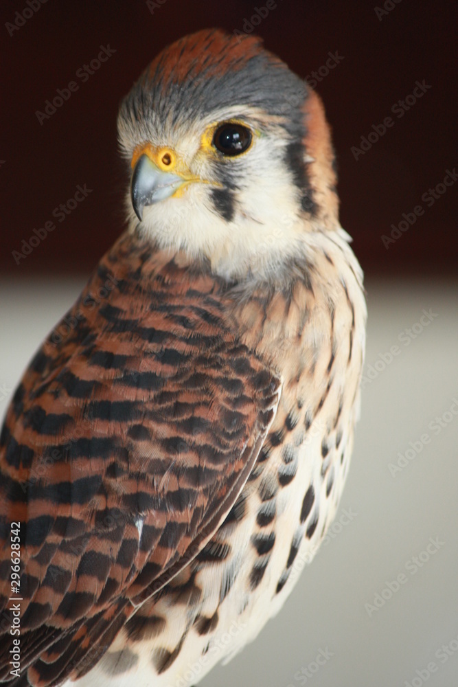 Obraz premium female kestrel falcon plumage portrait