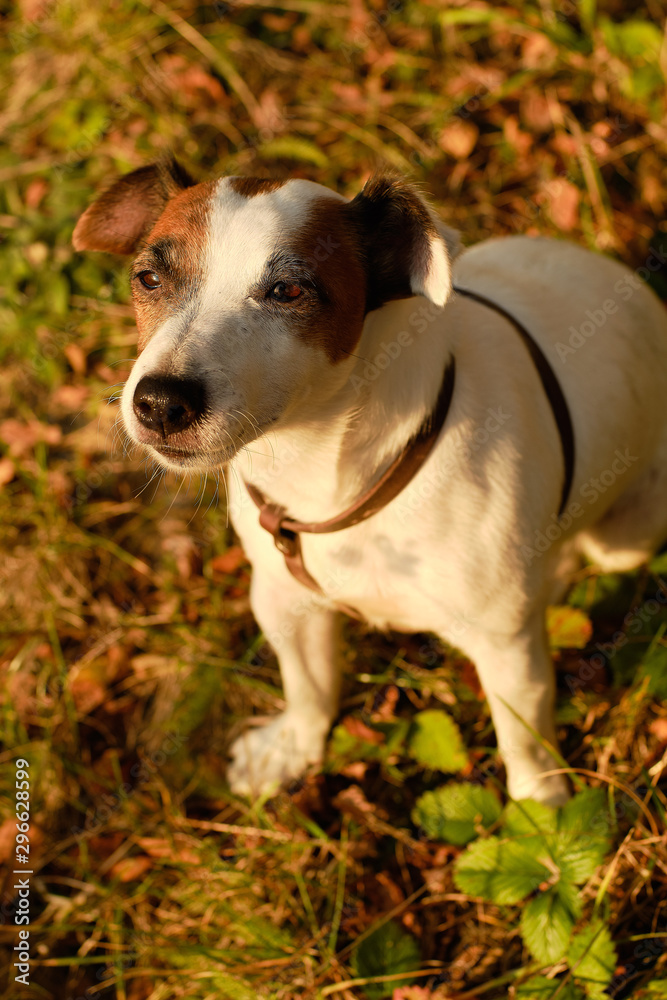 White dog Jack Russell Terrier sitting on a background of autumn leaves