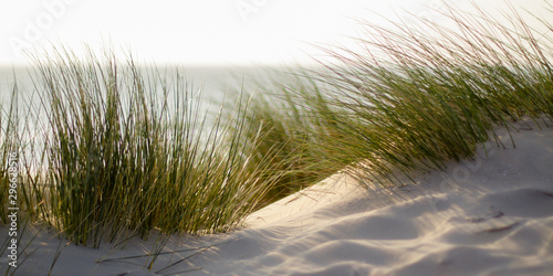green grass on the beach with shallow depth of field and sea in the background