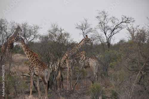 giraffe in africa