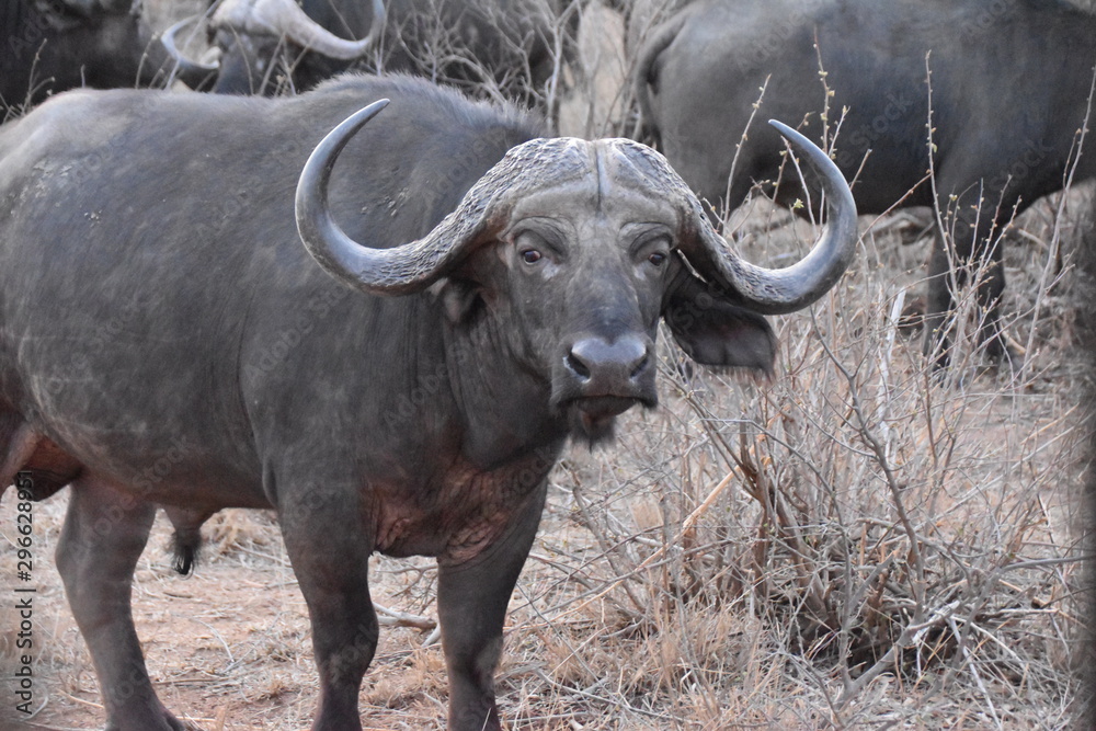 Naklejka premium buffalo in field
