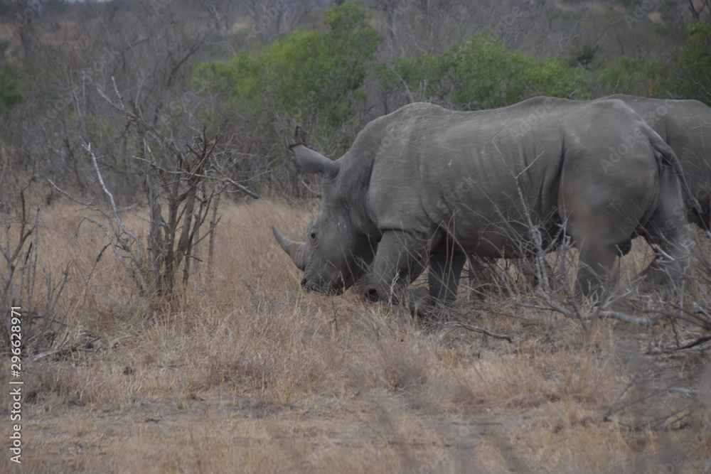 Naklejka premium rhinoceros in africa