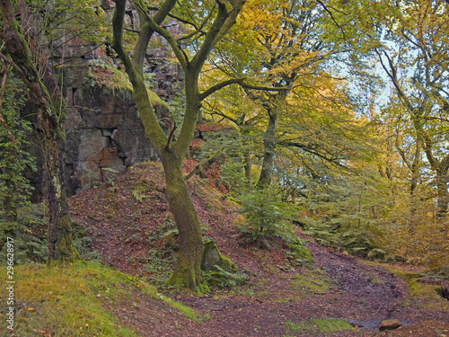 Wallpaper Mural forest trees in a rocky valley with golden yellow autumn leaves and a dirt pathway in calderdale west yorkshire Torontodigital.ca