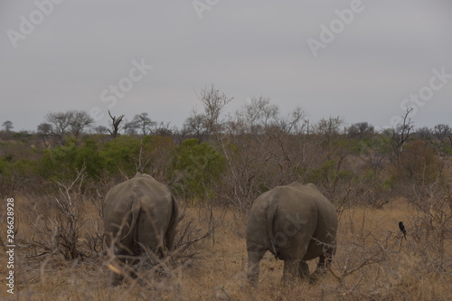 herd of elephants