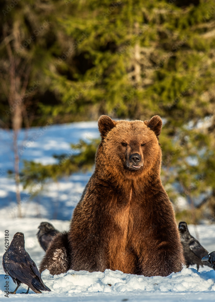 Obraz premium Brown Bear and ravens on a snow-covered swamp in the winter forest. Sunset light. Eurasian brown bear, Scientific name: Ursus arctos arctos. Natural habitat.