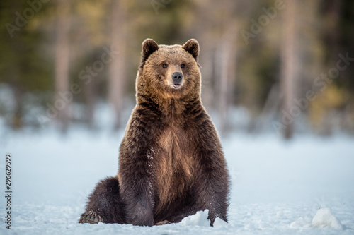 Dziki dorosły Brown niedźwiedź siedzi w śniegu w zima lesie. Nazwa naukowa: Ursus arctos. Naturalne środowisko. Sezon zimowy