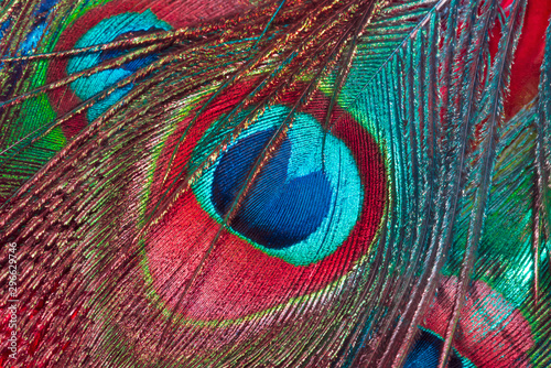 Feathers of peacock close u...