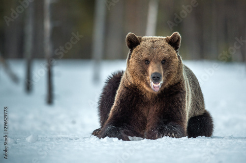 Wild adult Brown bear in the snow in winter forest. Scientific name: Ursus arctos. Natural habitat. Winter season