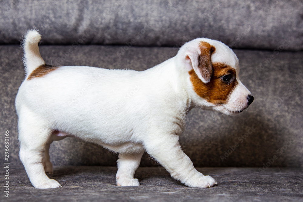 Fototapeta premium The puppy of breed Jack Russell Terrier