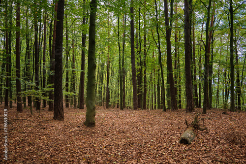 Wald im Herbst, Laub von Buchen bedeckt den Waldboden photo