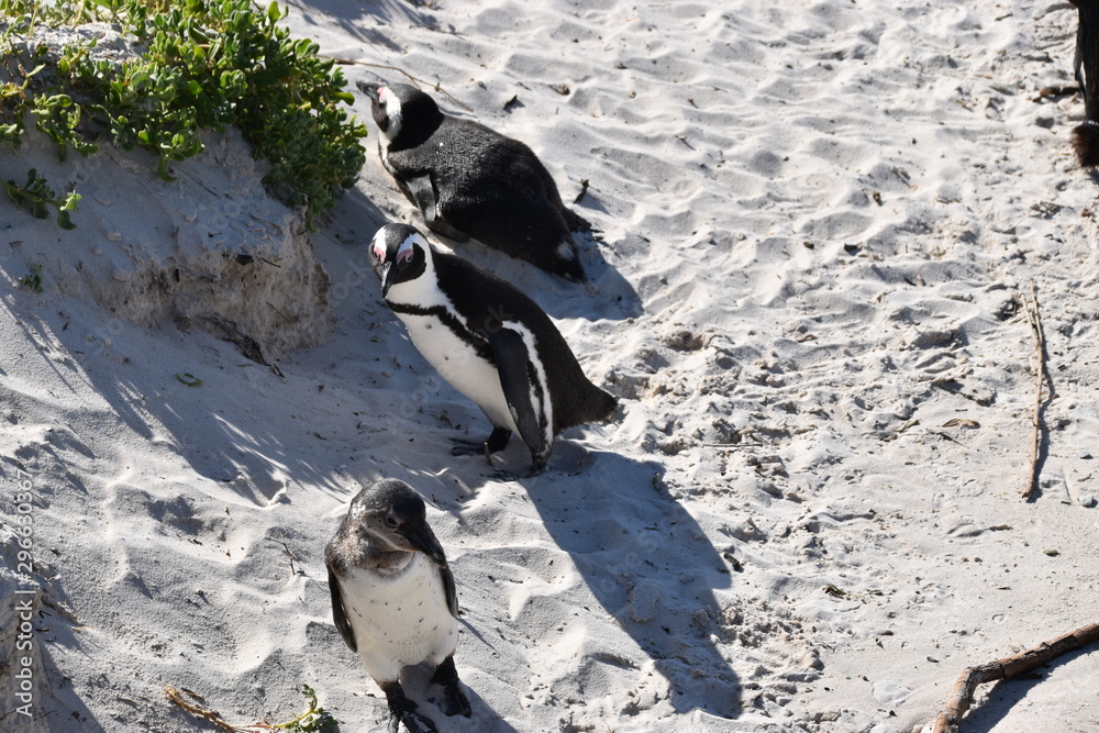 Obraz premium penguins on rock