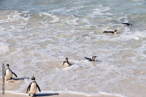 pinguins on the beach