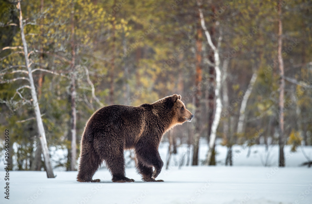 Fototapeta premium Wild adult Brown bear walking in the snow in winter forest. Adult Big Brown Bear Male. Scientific name: Ursus arctos. Natural habitat. Winter season