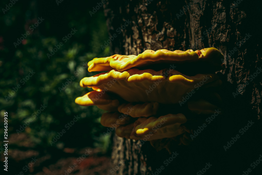 wild mushroom on a tree. yellow color