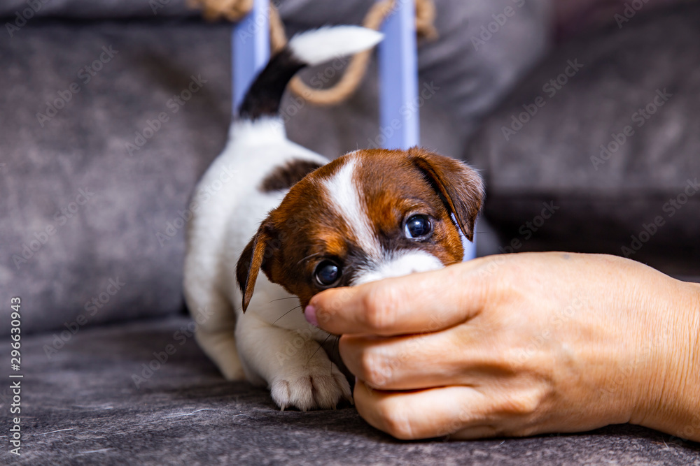 The puppy of breed Jack Russell Terrier