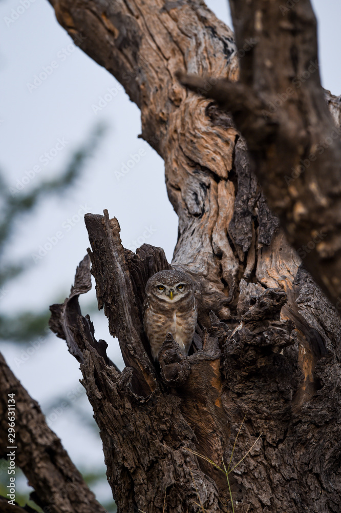 spotted owlet or Athene brama perched on a textured dead tree trunk with sky background at jhalana forest reserve, jaipur, rajasthan, india. wildlife scene with animal. spotted owlet or Athene brama perched on a textured dead tree trunk with sky background at jhalana forest reserve, jaipur, rajasthan, india. wildlife scene with animal.