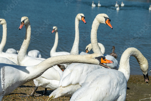 Mute swans (cygnus olor) on the River Crouch at South Woodham Ferrers, Essex, UK photo