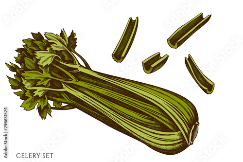 Vector set of hand drawn colored celery