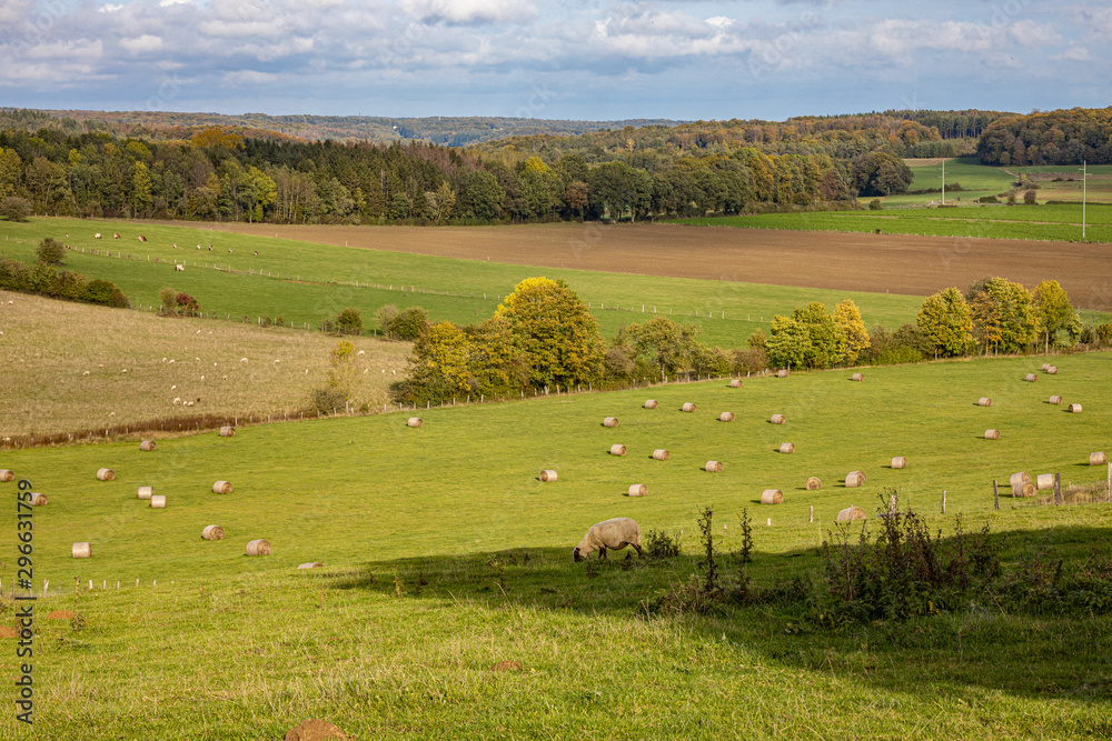 Fototapeta premium Champs et prairie mouton