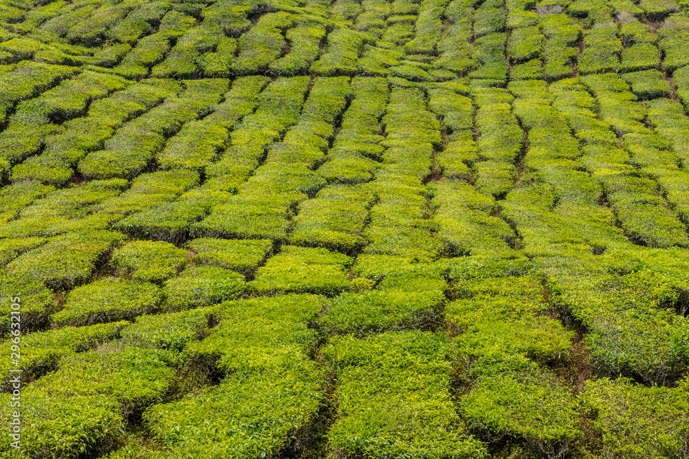 Tea plantations in the cameron highlands in Malaysia