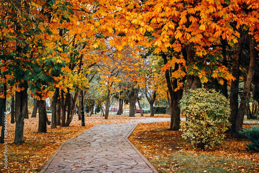Autumn scenery with road, gold foliage - obrazy, fototapety, plakaty 
