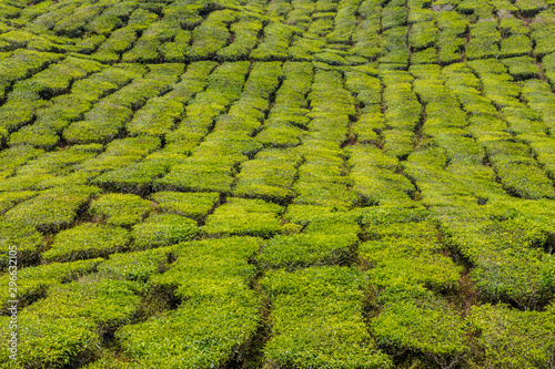 Tea plantations in the cameron highlands in Malaysia © chris