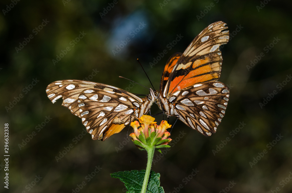 Obraz premium Courtship of Dione Juno. The butterflys are getting closer to touch his faces befor to copulate.