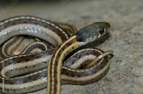 Thamnophis cyrtopsis is a beautiful slatted snake