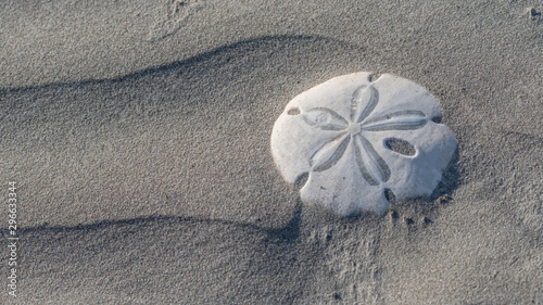 Fotografie Sand dollar (Dendraster excentricus) shell (endoskeleton) on Sand Dollar Beach,  Magdalena Island in Baja California, Mexico