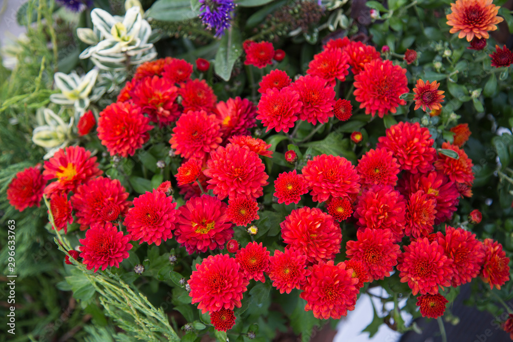 Bouquet of chrysanthemum flowers bright red on a background of greenery. Floriculture, landscaping of cities. Bouquet of chrysanthemum flowers bright red on a background of greenery. Floriculture, landscaping of cities.