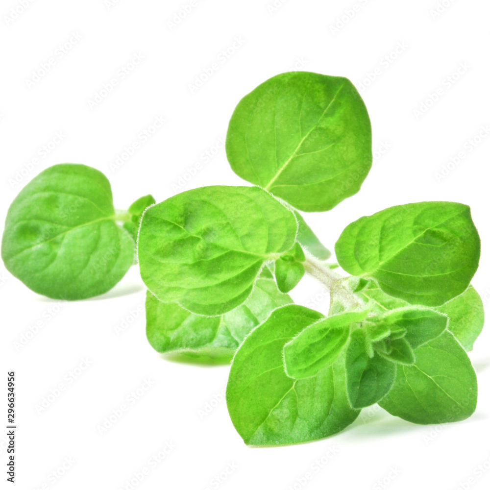 fresh leaves of basil isolated on white fresh leaves of basil isolated on white