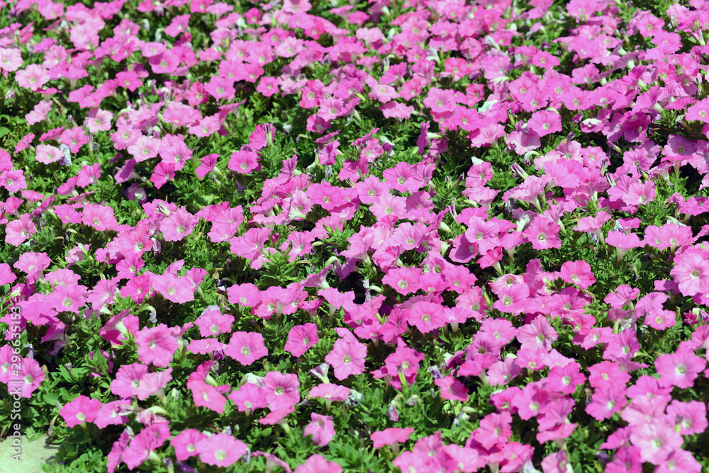 Garden Petunia flowers