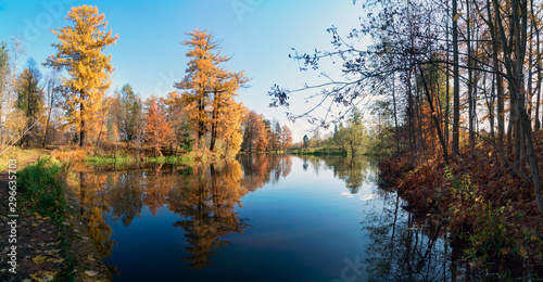 Picturesque autumn landscape. Yellow trees are reflected in the water of a small pond. Panorama.