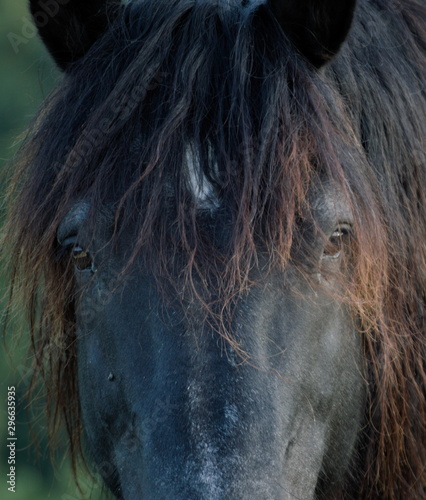 Portrait of a horse. Closeup of the sight of horse. 