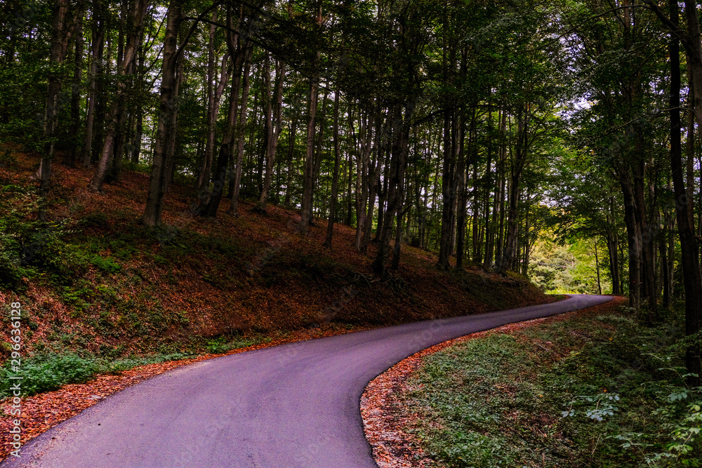 Fototapeta premium Forest road