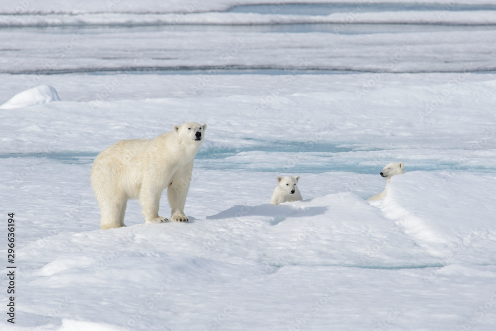 Wild polar bear (Ursus maritimus) mother and cub on the pack ice Wild polar bear (Ursus maritimus) mother and cub on the pack ice