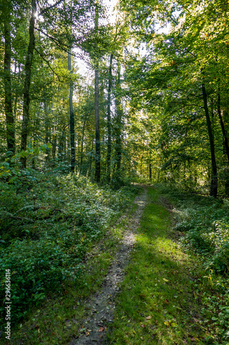 Waldweg © focus finder