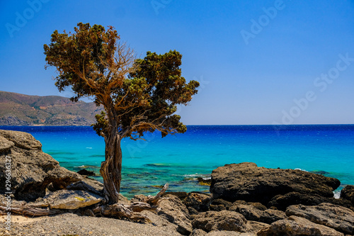 Fototapeta Naklejka Na Ścianę i Meble -  Cedar tree on the beach