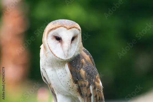 Barn Owl looking