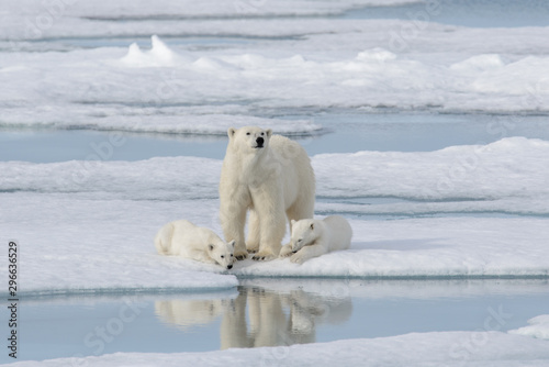 Wild polar bear (Ursus maritimus) mother and cub on the pack ice © Alexey Seafarer