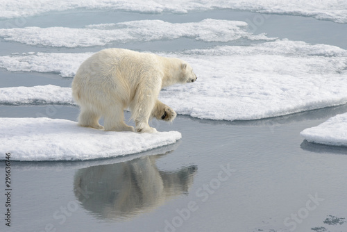 Wild polar bear on pack ice in Arctic