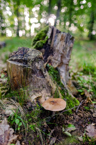 mushroom near the stump