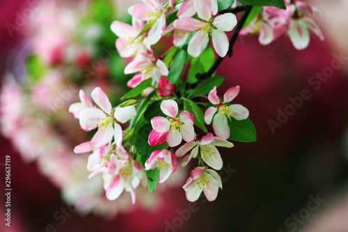 pink flowers of apple tree