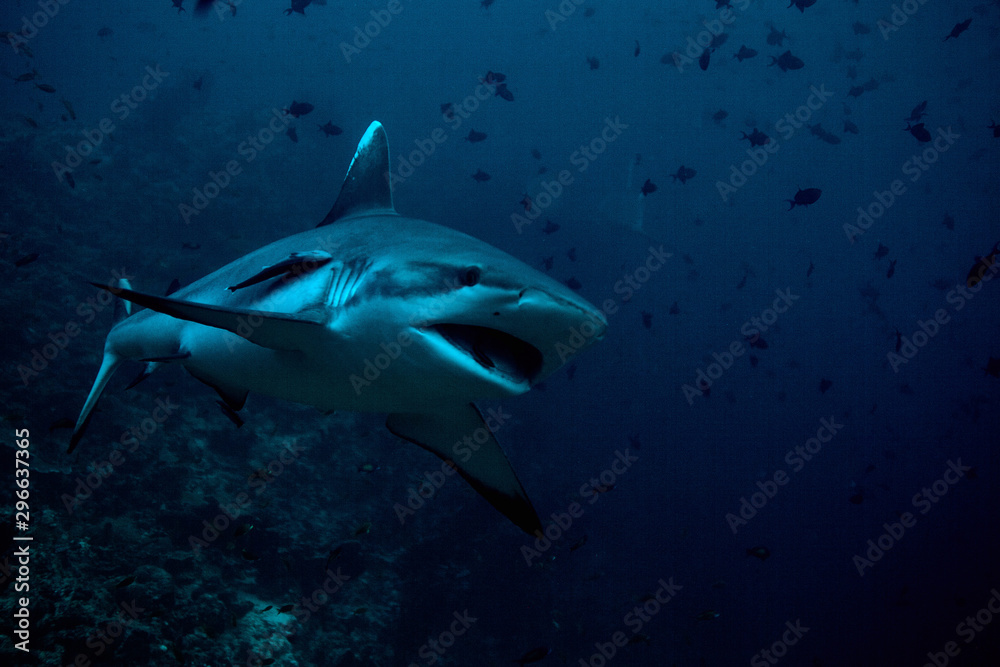 Obraz premium Grey Reef Shark during Night