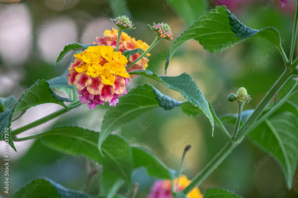 Lantana camara plant blossom. It consists of three different colors. Lantana camara plant blossom. It consists of three different colors.