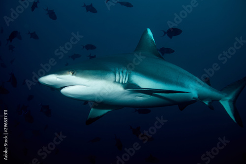 Grey Reef Shark during Night