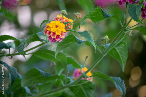 Lantana camara plant blossom. It consists of three different colors.